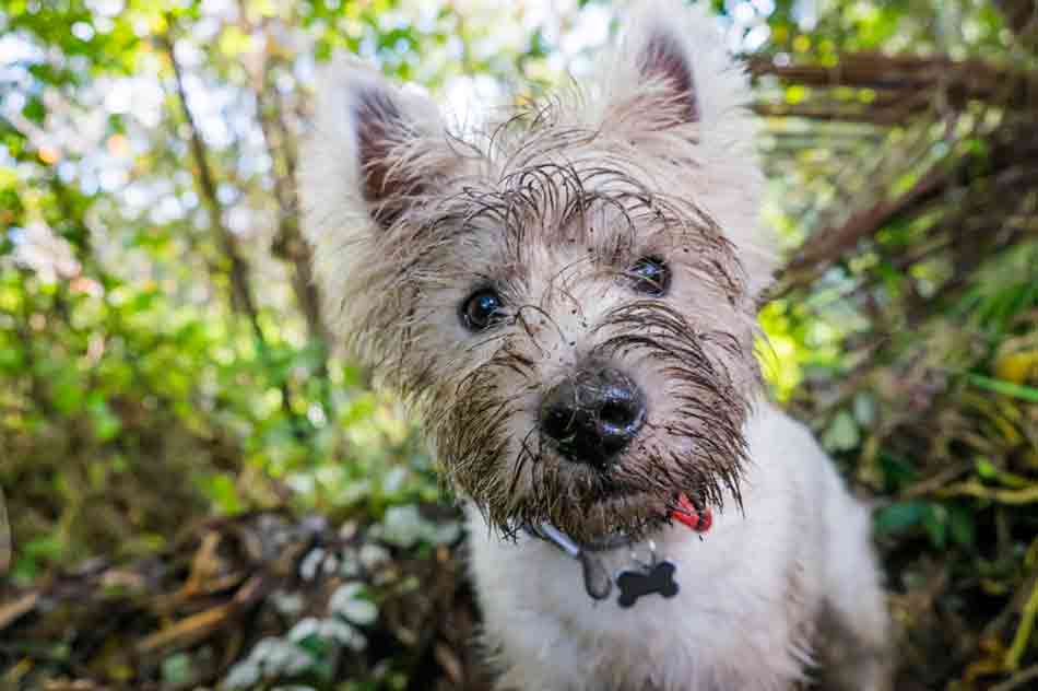 Ein schmutziger West Highland Terrier