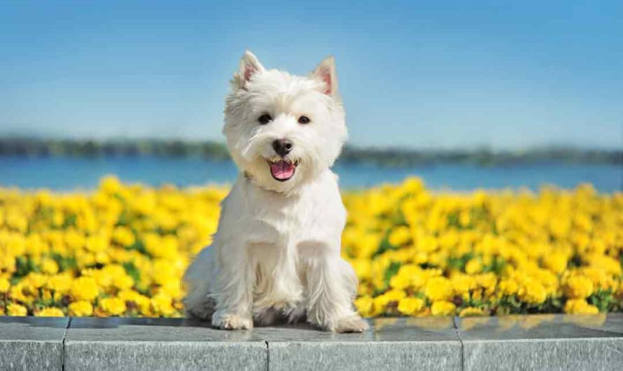 West Highland White Terrier: Lerne hier den Westie kennen