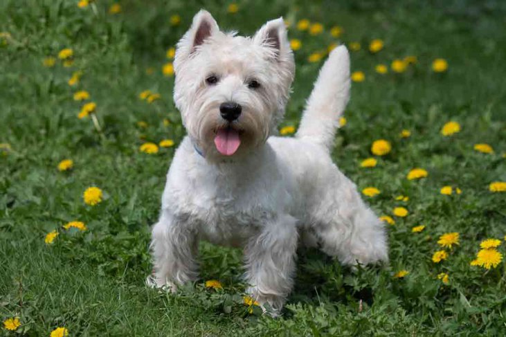 West Highland White Terrier Präge Nudelholz mit Hund gravierte Teigrolle DE 