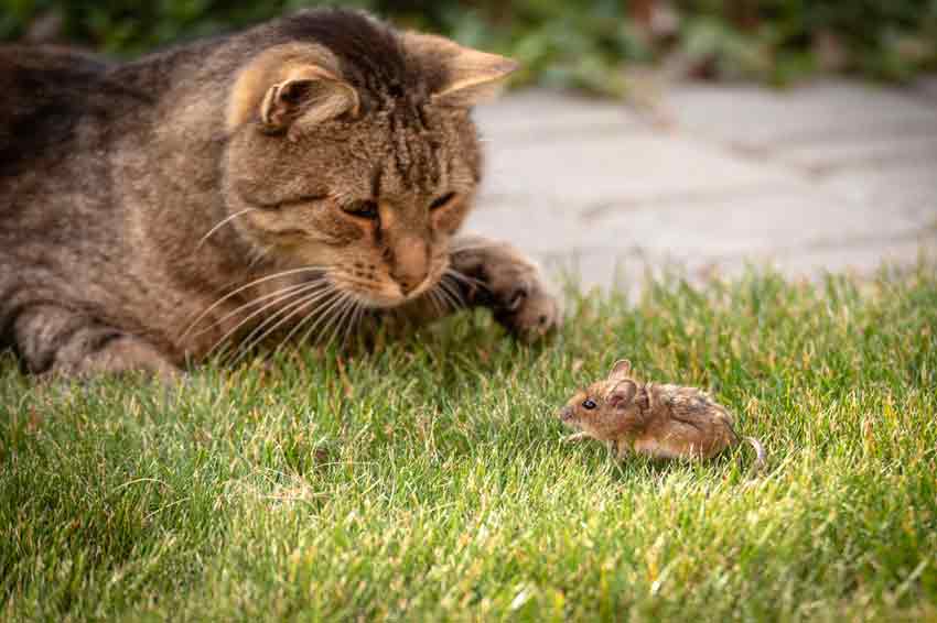Würmer bei Katzen werden oft durch Mäuse übertragen