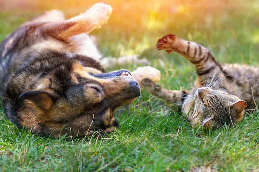 Würmer bei Katzen: Kann sich ein Hund anstecken?