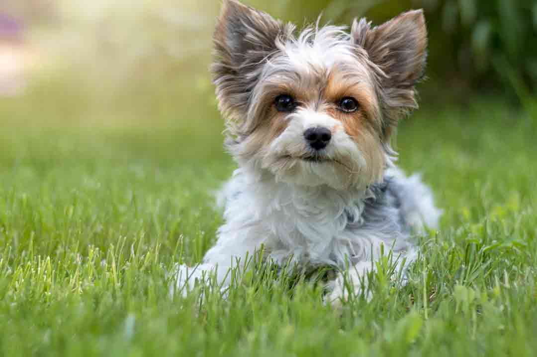 Ein Biewer Yorkshire Terrier im Gras