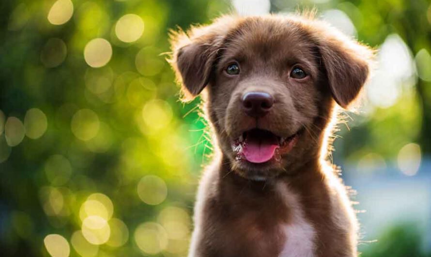 8 Dinge, die wir gern vor dem ersten Hund gewusst hätten