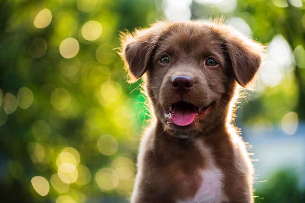 8 Dinge, die wir gern vor dem ersten Hund gewusst hätten
