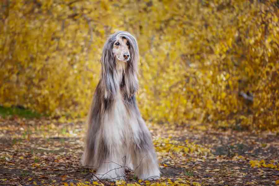 Dümmste Hunde: der Afghanische Windhund