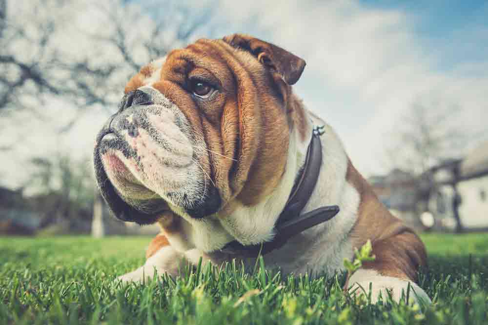 Die Englische Bulldogge gehört zu den dummen Hunden