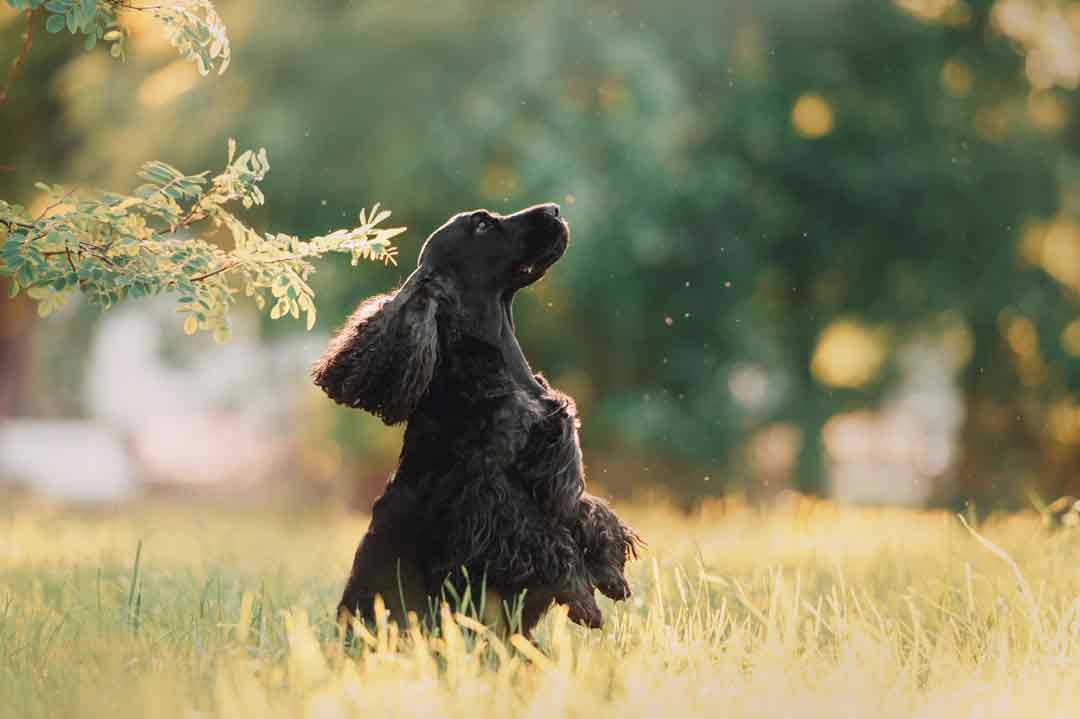 Ein English Cocker Spaniel