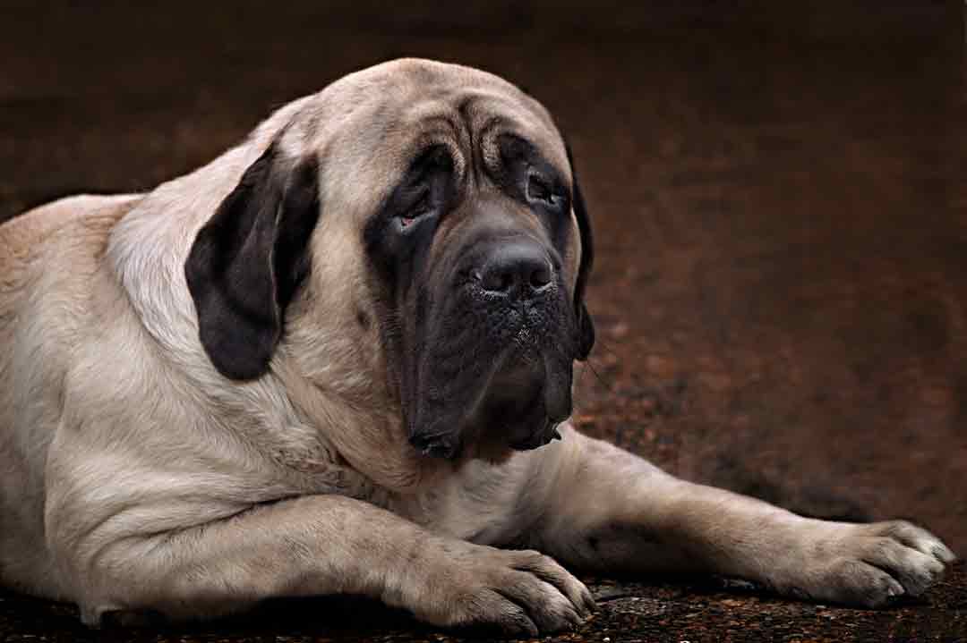 Die schwersten Hunderassen: der English Mastiff