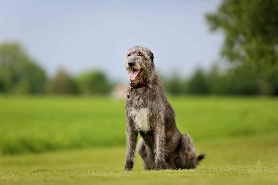 Irish Wolfhound oder Irischer Wolfshund