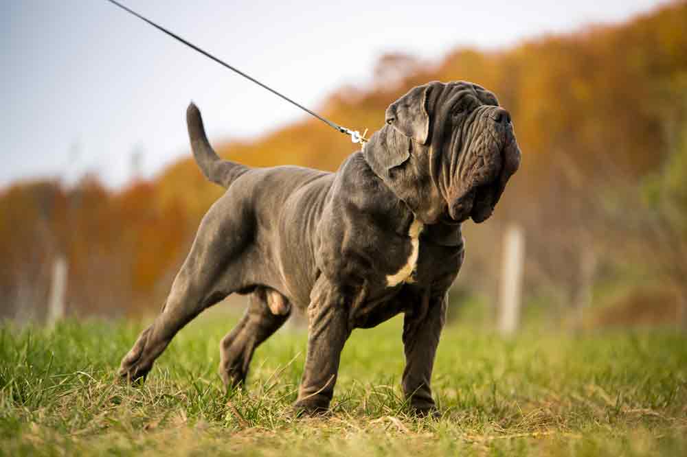 Die schwersten Hunderassen: der Neapolitan Mastiff