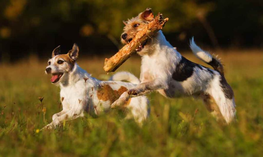 Parson Russell Terrier: kerngesunder Wirbelwind