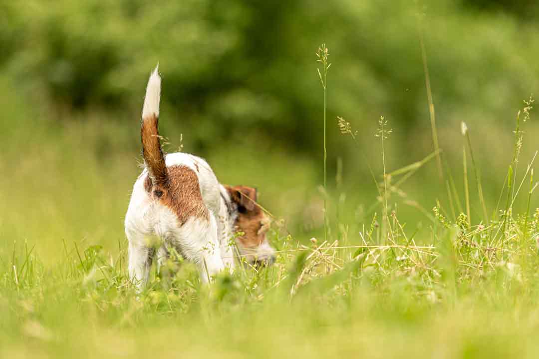 Ein Parson Russell Terrier beim Schnüffeln