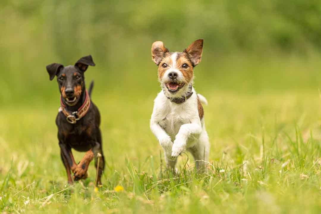 Ein Parson Russell Terrier tobt mit seinem Hundefreund