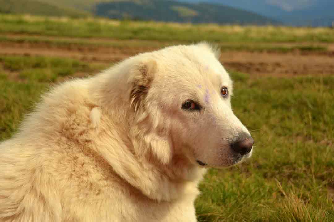 Der Pyrenäen-Berghund ist eine der schwersten Hunderassen