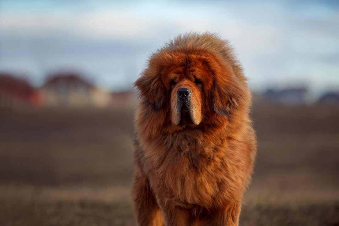 Die Tibet Dogge oder Do Kyhi ist einer der schwersten Hunde
