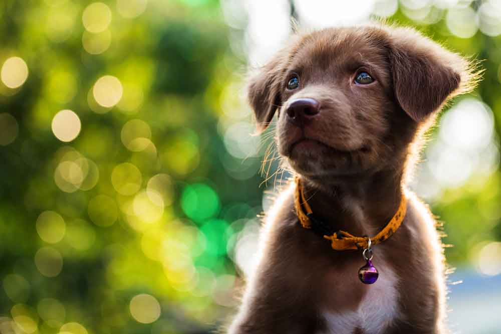 Was man vor dem ersten Hund nicht weiß
