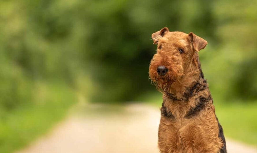 Airedale Terrier: Dieser Hund ist anders als alle anderen