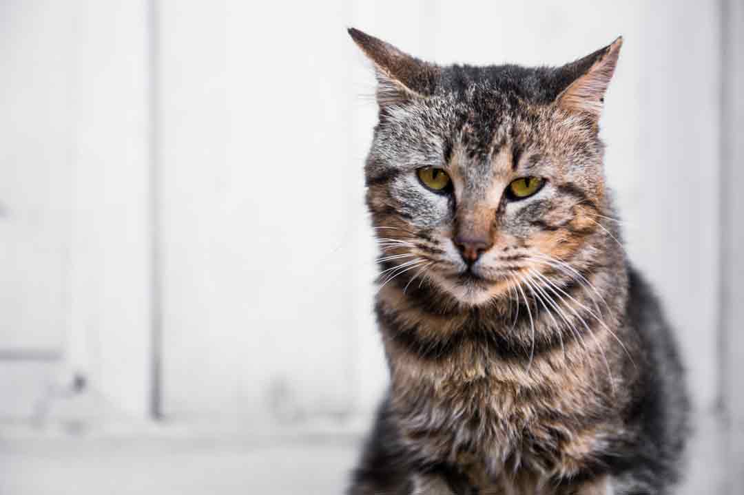 Einäscherung einer Katze: Abschied vom geliebten Tier