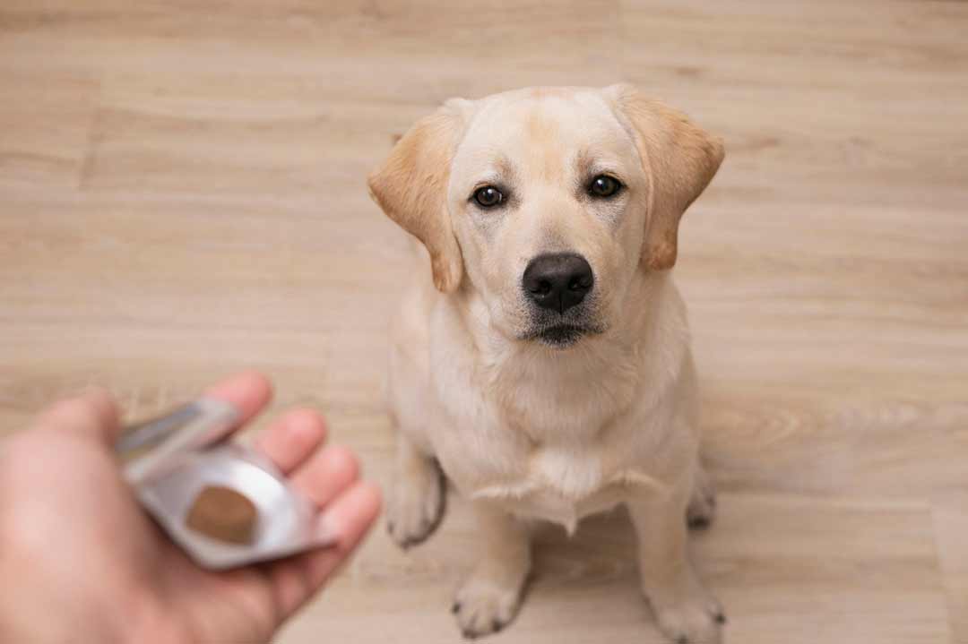 Entwurmung Hund: alle Tipps und Infos