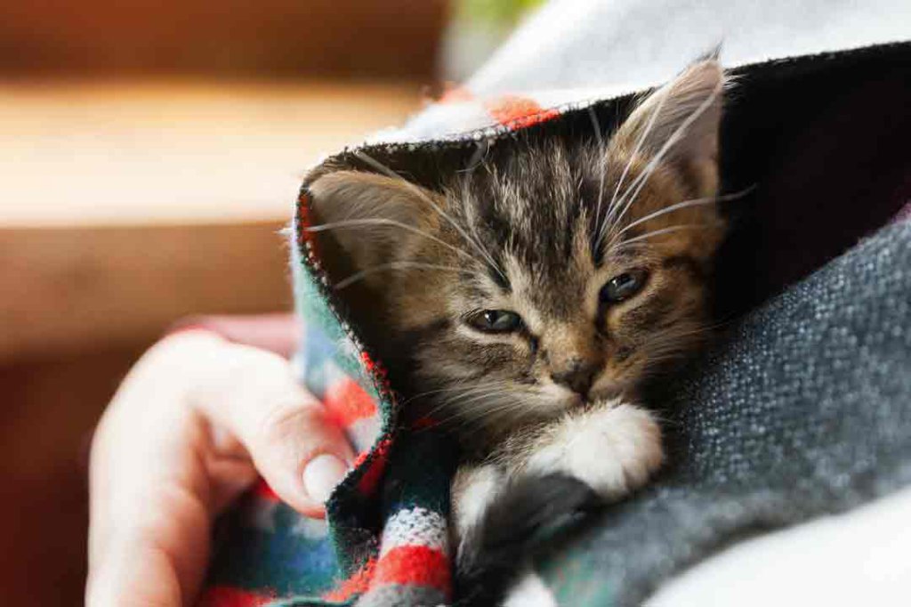 giardien-bei-katzen-erkennen-behandeln-vorbeugen