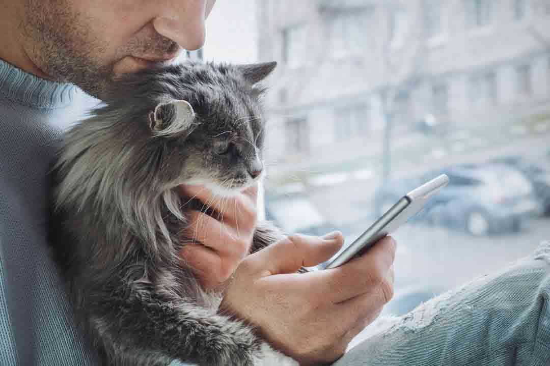 Katze mit Giardien: Anruf beim Tierarzt
