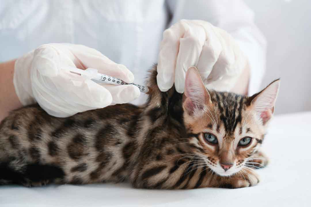 Impfung gegen Katzenschnupfen
