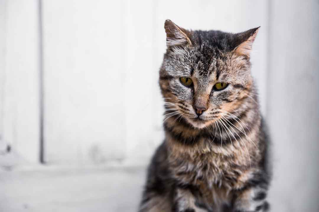 Katze einäschern: Abschied mit Würde
