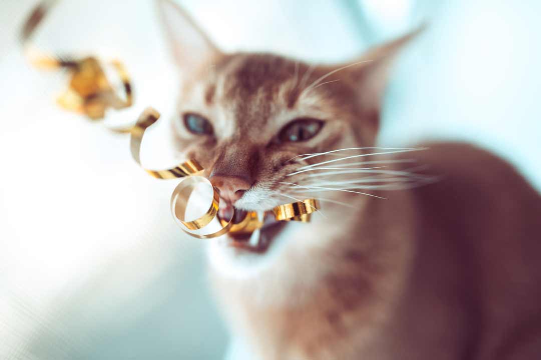 Pica-Syndrom: Eine Katze nagt an Geschenkband