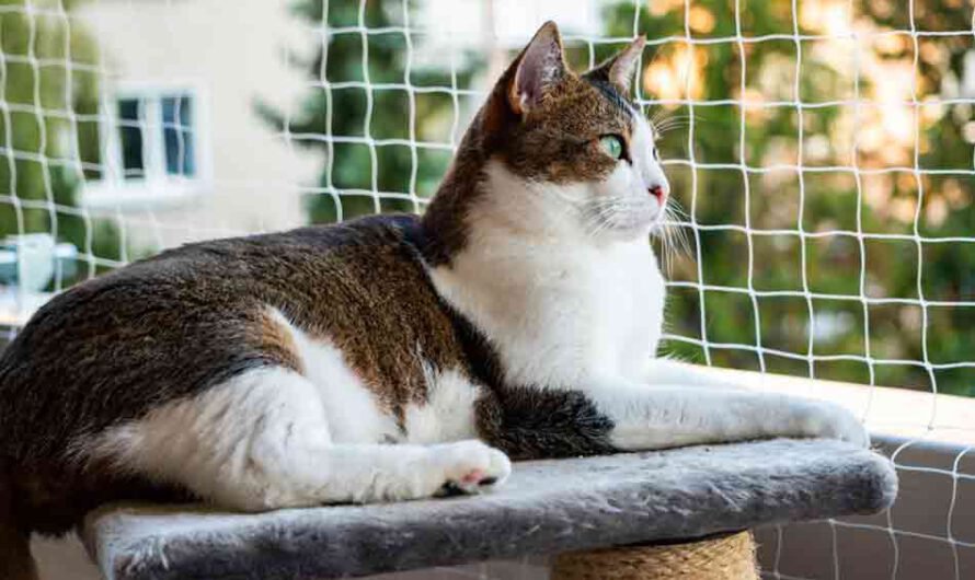 Katzennetz für den Balkon: mit und ohne Bohren