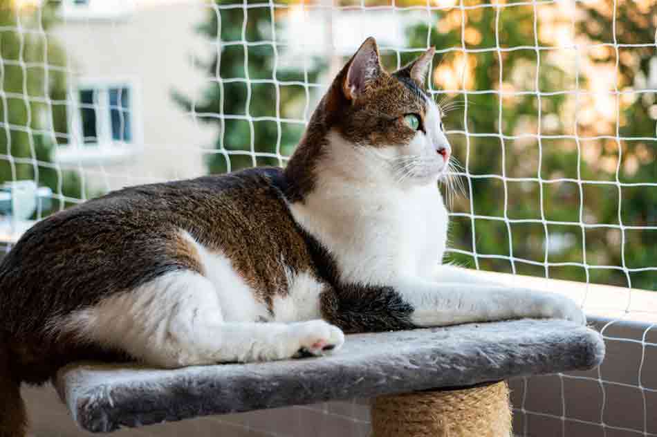 Katzennetz am Balkon mit Katze
