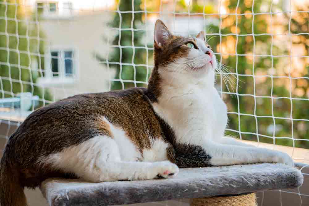Katzennetz am Balkon