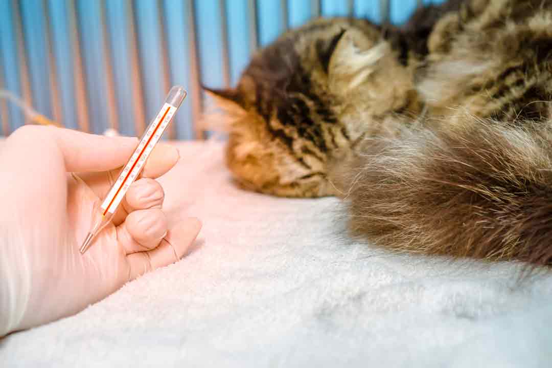 Fieber ist eines vieler Symptome bei Katzenschnupfen