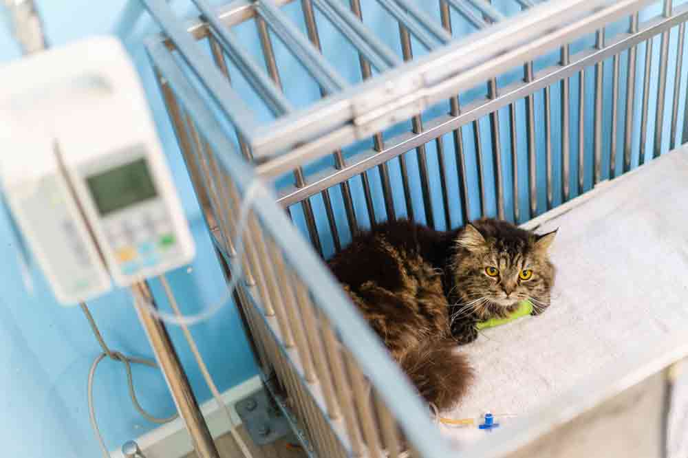 Katze mit Katzenschnupfen in der Klinik