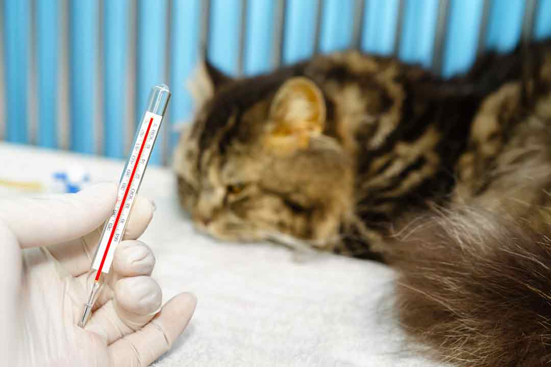 Katzenschnupfen endet nicht selten in der Tierklinik