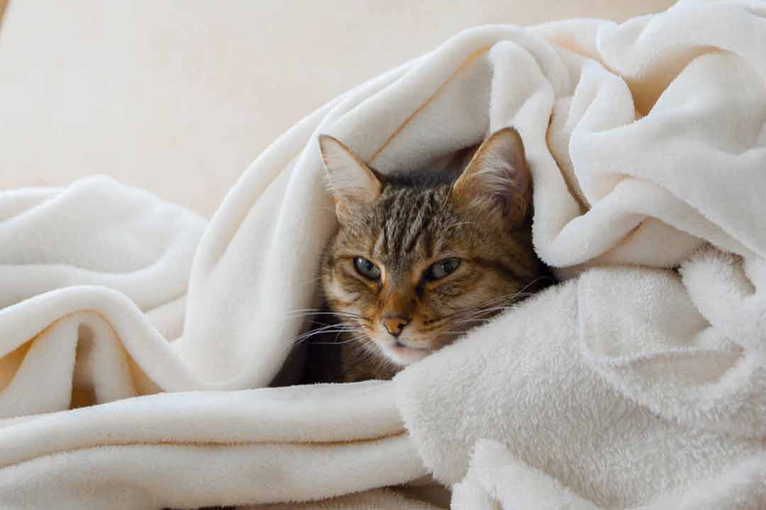 Katzenschnupfen: Eine kranke Katze liegt zugedeckt auf der Couch