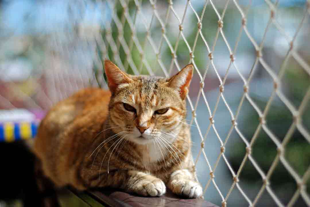 Ein Katzenschutznetz am Balkon für die Katze