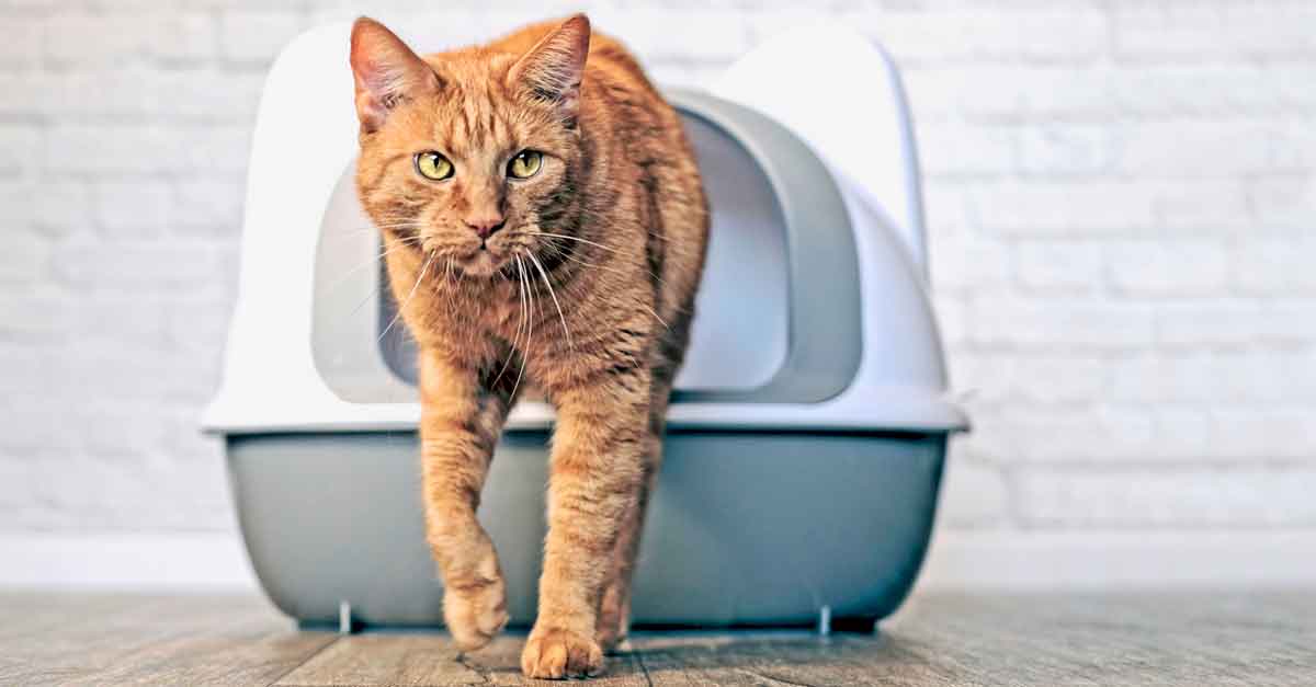 Katzenstreu Tipps und Infos rund um die Einstreu • Aus Liebe zum Haustier