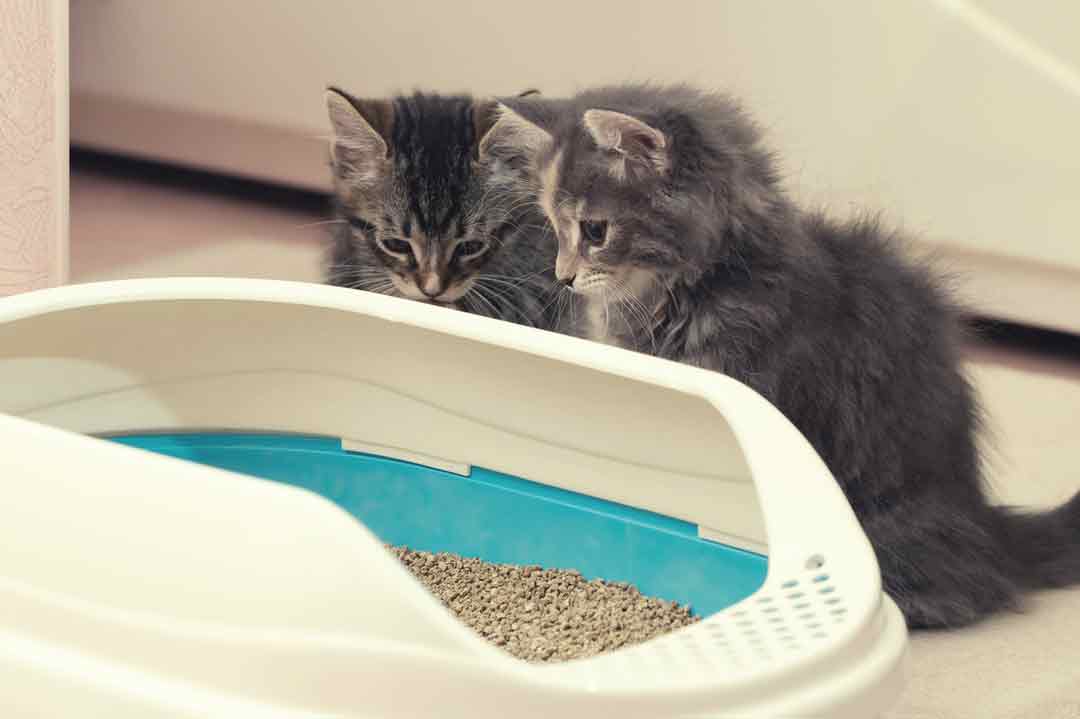 Katzenstreu für Kitten