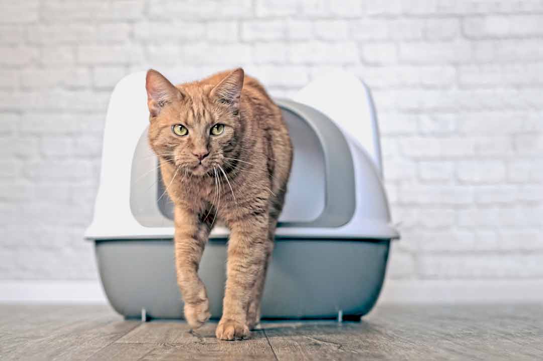 Katzenstreu: Tipps und Infos rund um die Einstreu • Aus Liebe zum Haustier