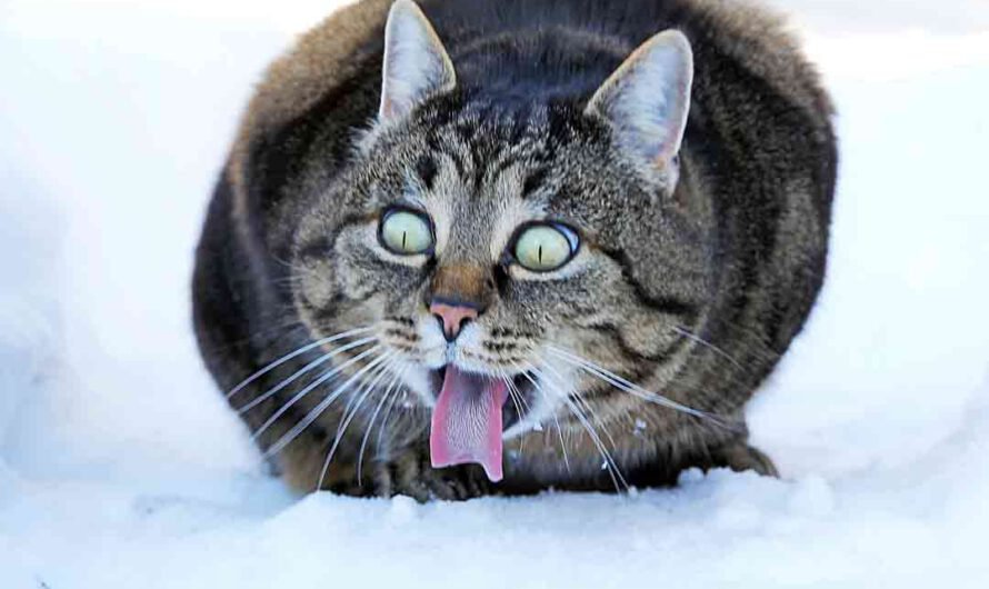 Lustige Katzenbilder: So drollig können nur Katzen sein