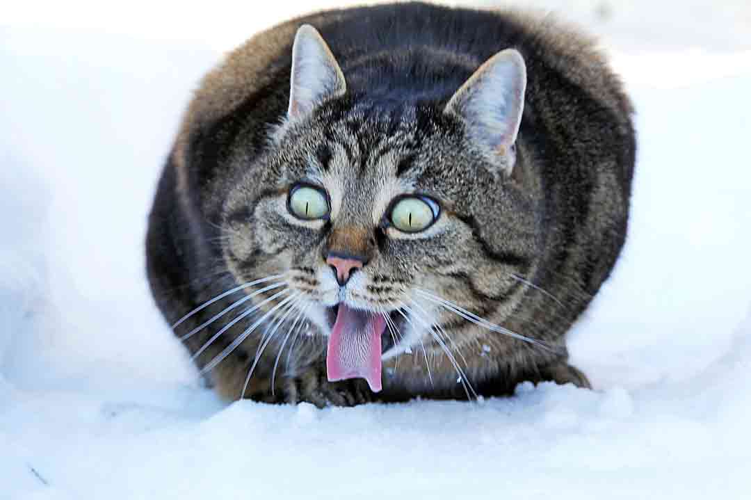 Eine Katze erschreckt sich vor dem Schnee