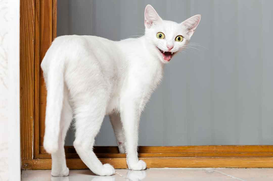 Lustige Katzenbilder: Eine Katze ist überragend gut gelaunt