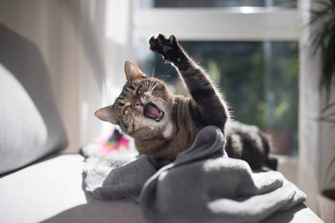 Lustige Katzenbilder: Eine Katze schimpft mit erhobener Pfote
