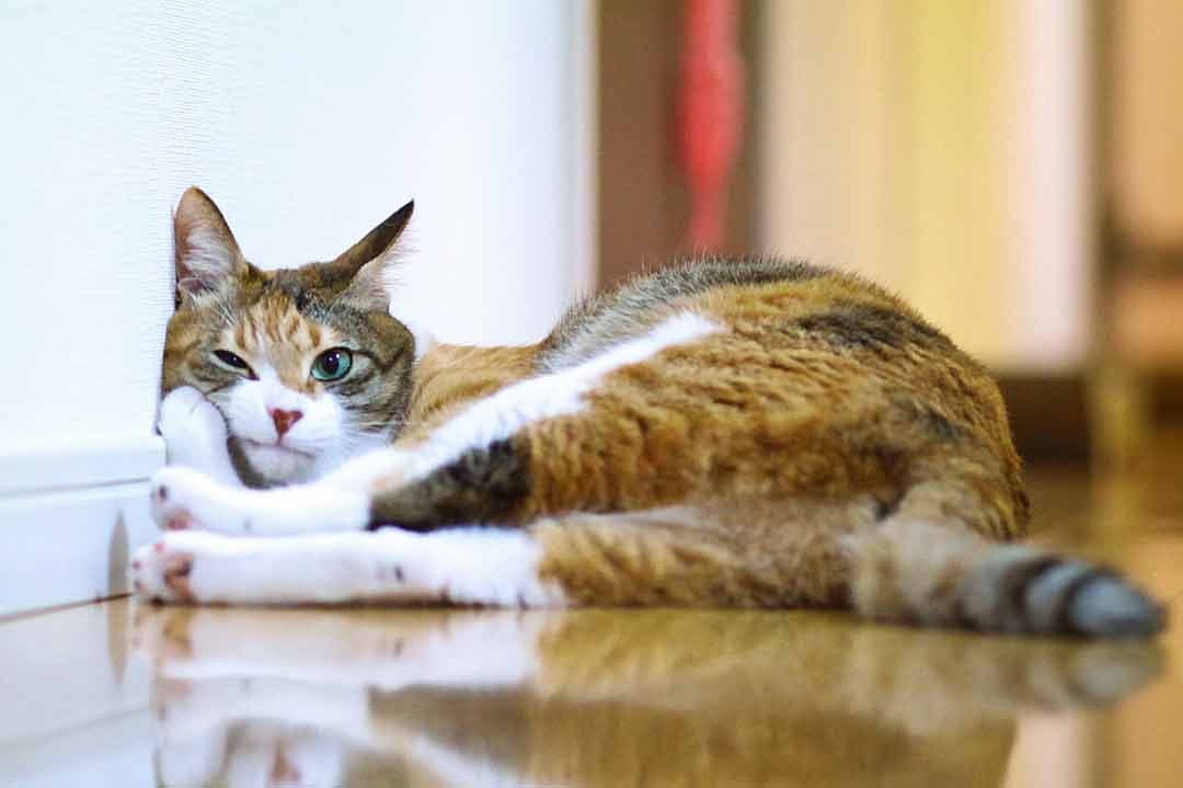 Lustige Katzenbilder: Eine Katze ist gelangweilt