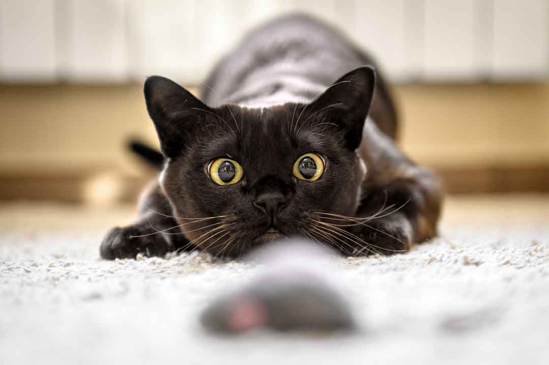 Lustige Katzenbilder: Eine Katze jagt eine Maus