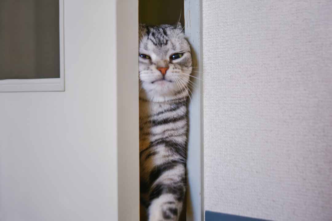 Lustige Katzenbilder: Eine Katze zwängt sich durch eine Tür