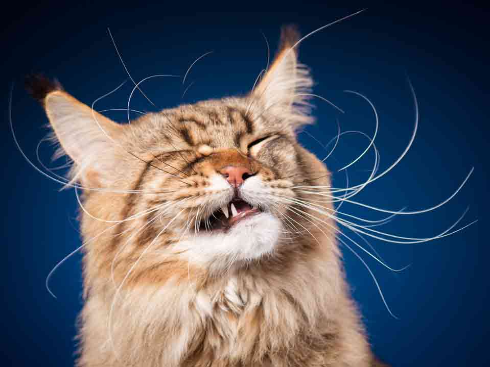 Lustige Katzenbilder: Eine Katze verzieht das Gesicht