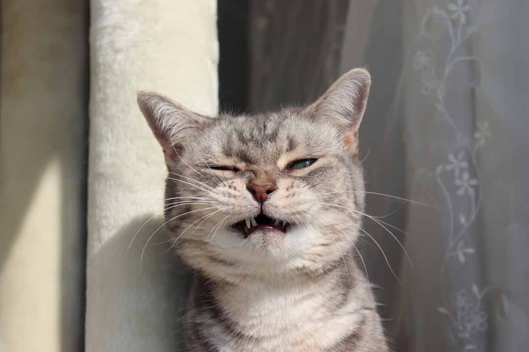 Lustige Katzenbilder: Eine Katze schaut grimmig