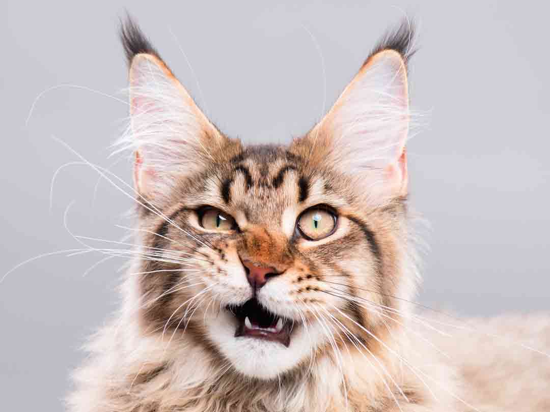 Lustige Katzenbilder: Eine Katze guckt skeptisch
