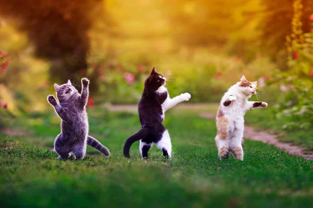 Lustige Katzenbilder: Mehrere Katzen "tanzen" im Garten